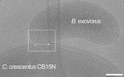 Representative cryo-EM image of B.Â exovorus attached to the wild-type C.Â cresÂ­cenÂ­tus CB15N cell surface. Dashed double-arrow highlights the fixed-size junction between the predator and prey outer membranes. This image shows the early prey inner membrane disruption (Early infectÂ­ion). Scale bar, 0.2Â Î¼m. [https://doi.org/10.1101/2023.10.25.563945]