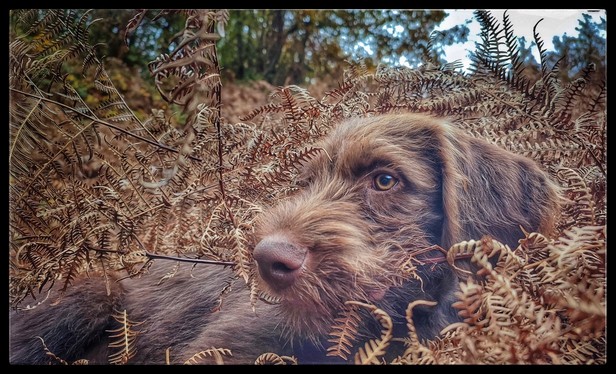 A brown puppy with long whiskers lies in a patch of brown bracken.
