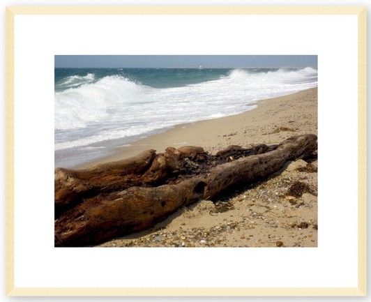 Ocean waves wash polished stones over an alligator-shaped log on Herring Cove Beach on the Cape Cod National Seashore