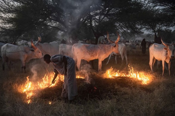Arab semi-nomadic herder lighting on the fire for his cattle (Chad).

Arab community has been in Chadian territory for hundreds of years, mostly in south central Chad. 
Despite their widespread diffusion, these Arabs represent a single ethnic group composed of a multitude of tribes. 
The Arabs of Chad are semisedentary (or seminomadic) peoples who herd their camels, horses, cattle, goats, and sheep on the plains in the Chad lake area. 
In the region around N'Djamena some Arabs have adopted a more settled existence. 
In the rainy season, Arab groups spread out through the region; in the dry season, they live a more settled existence, usually on the dormant agricultural lands of their sedentary neighbors.

NFT: <a href="https://linktr.ee/roberto_pazzi" rel="noreferrer nofollow">linktr.ee/roberto_pazzi</a>

IG: <a href="https://www.instagram.com/roberto_pazzi_photo" rel="noreferrer nofollow">www.instagram.com/roberto_pazzi_photo</a>