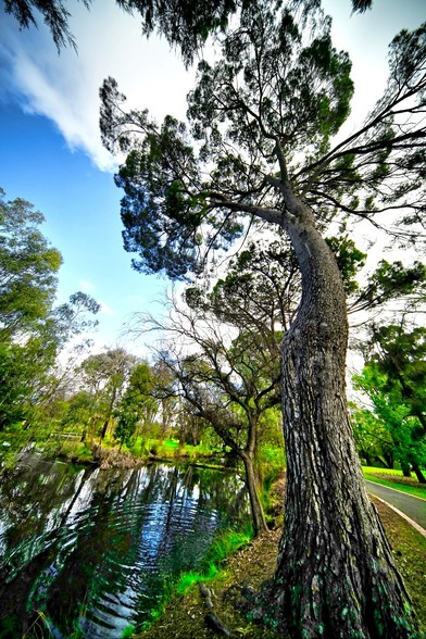 A tall tree on the right next to a pond in Bendigo Australia