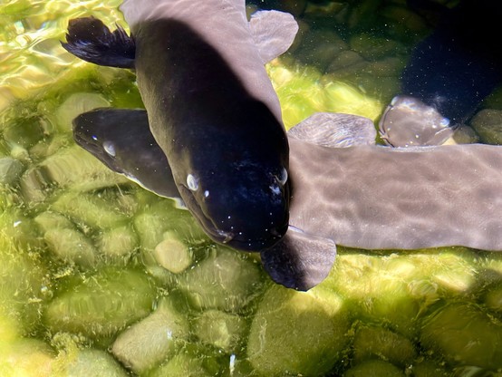 Three eel heads in frame, swimming in shallow water at lake edge, where algae covers the in-shore pebbles