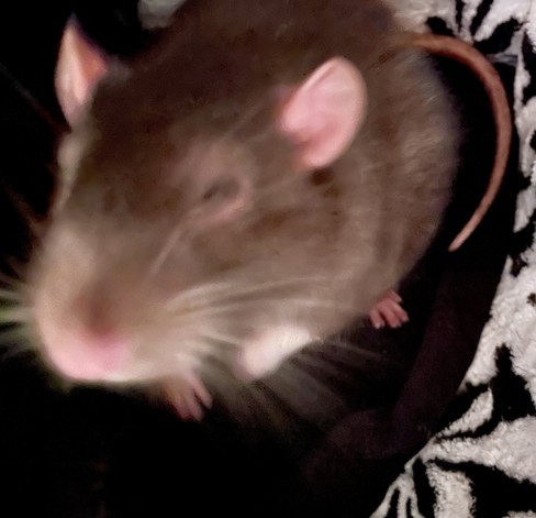 A pet rat's cute face all blurry, and up in your business.