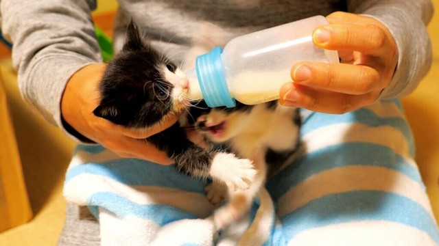 子猫達のミルク争奪戦【道路のずぶ濡れ子猫保護2日目】