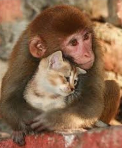 Picture of a very cute brown monkeybaby who gives a ginger-red kitten a sincerely big hug