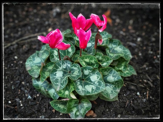 A close-up image of a clump of recently-planted red cyclamen - bright red flowers and variagated green leaves shocased against a dark brown topsoil background. Quite festive!