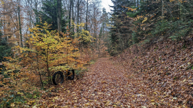 A leaves-covered fire road down the hill. Trees on the right, small yellow trees on the left, and a fat bike