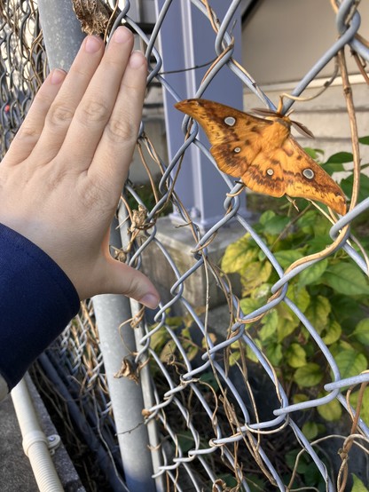 A squeaking silkmoth / Rhodinia fugax / usutabiga moth on a fence, with a human hand next to it for scale. (Its wingspan is almost as long as the distance from the base of my thumb to the tip of my index finger.) The moth's wings are spread, and are orange with brown markings and two translucent spots on each side. It has a furry body (also orange) and large feathered antennae.