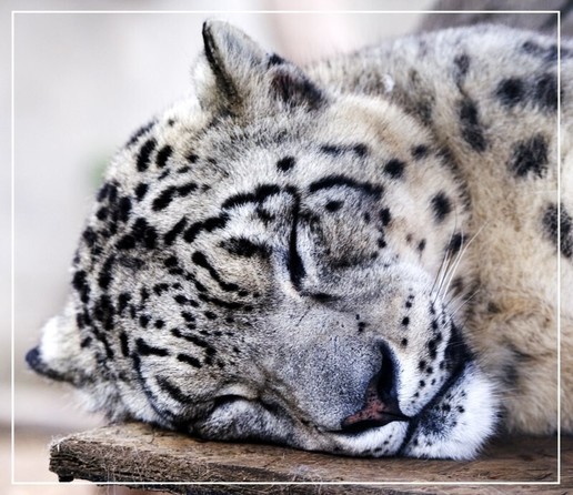 A picture of a snow leopard.