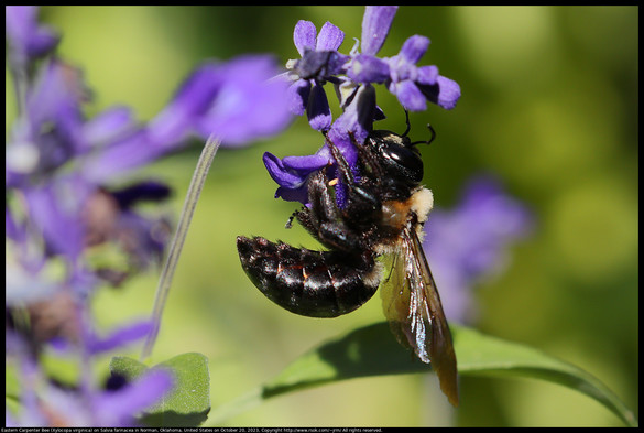 Eastern Carpenter Bee (Xylocopa virginica) on Salvia farinacea in Norman, Oklahoma, United States on October 20, 2023