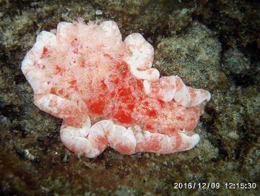 Spanish Dancer seaslug about 10" long, white, pink, red with frilly edges that it uses to wave through the water
