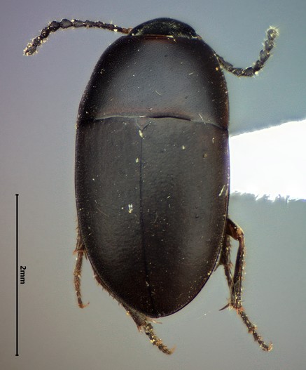 Dorsal view of a small, point-mounted, ovoid, dark brown beetle.