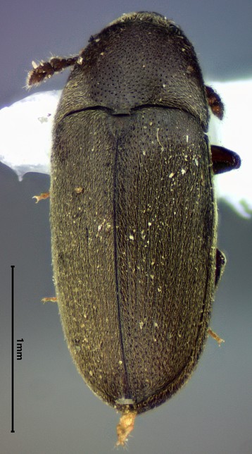 Dorsal view of a small, point-mounted, dark brown beetle with light-colored setae.