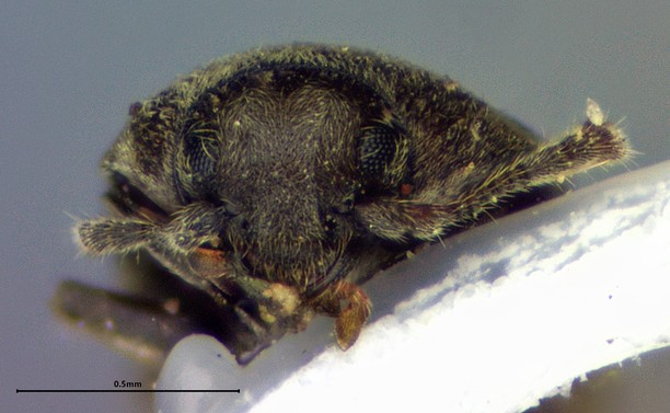 Front view of a small dark brown beetle.