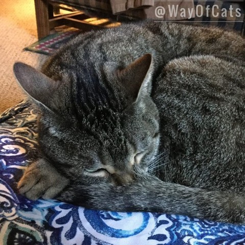 Tabby cat curled up on an upholstered surface with a blue and white paisley pattern, with their tail tip covering their nose, illustrating Dear Pammy, Is my cat comfy?