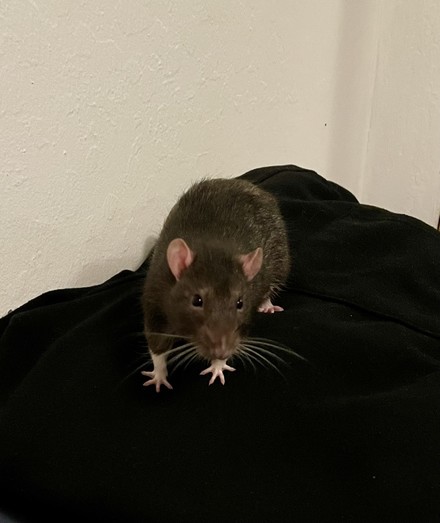 A pet rat on top of a pile of laundry, looking into the camera. He's super cute!