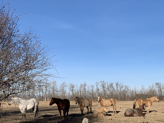 Horses in winter pasture lined up behind chokecherry bushes to shelter from the cold November winds backed by bare cottonwoods and blue Montana sky