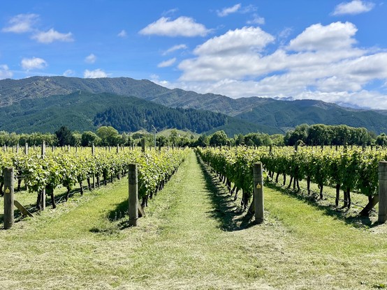 Vines planted in rows on flat land, with valley enclosed by hills in distance