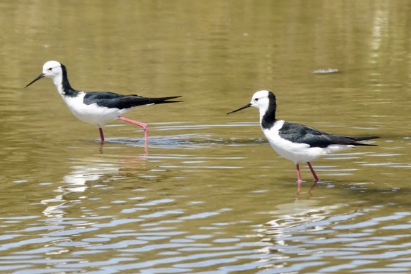 The pied stilt (Himantopus leucocephalus), also known as the white-headed stilt (with black on nape of neck & wings), is a shorebird; a pair are seen wading in shallow muddy water