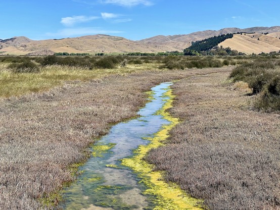 Salicornia quinqueflora/ beaded samphire is a grey-green succulent halophytic coastal shrub occurring in wetter coastal areas of AU & NZ; seen here either side of a wetland water course