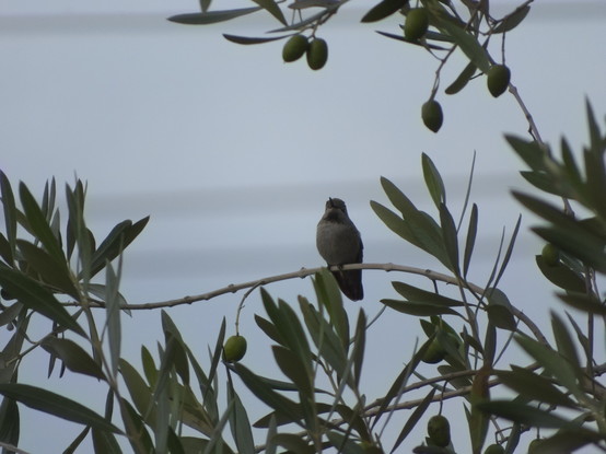 Anna's hummingbird perched on an olive branch, facing the camera, seen against a grey cloudy sky.