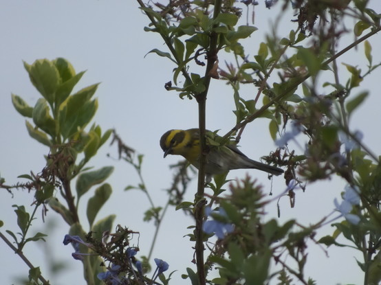 A small bird (IDK, some kind of finch?) with a yellow front and yellow face with a black mask around the eyes and black stripe on top of the head, peering over the branch it's perched toward the camera, in a bush with blue flowers.