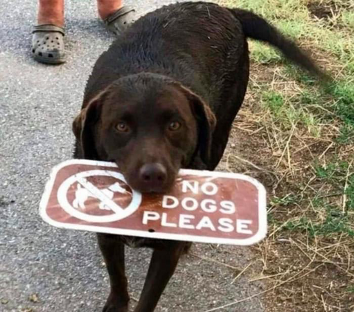 A dog holds a "No Dogs Please" sign it retrieved, looking quite pleased with itself.