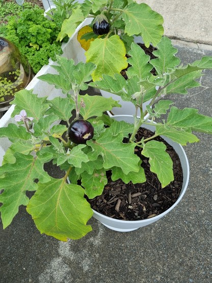 Two Eggplants (aubergine) growing in a larger self watering planter. The plants each have a small fruit visible and many flowers. 
There is a trough behind the pots containing parsley and other herbs.