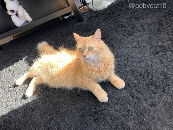 Goby, a fluffy ginger cat, sitting on his belly on a black shag carpet. A stuffed Snoopy is in the background on a brown wood shelf.