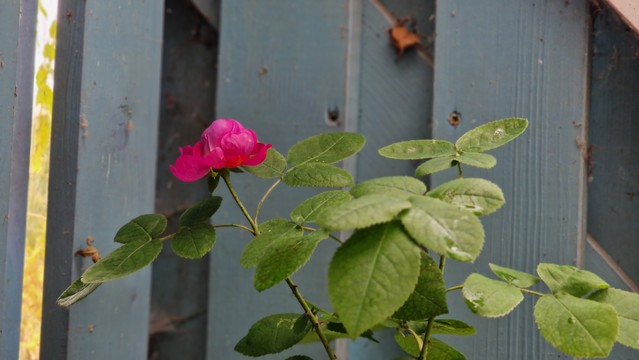 Blühende magentafarbene Rose