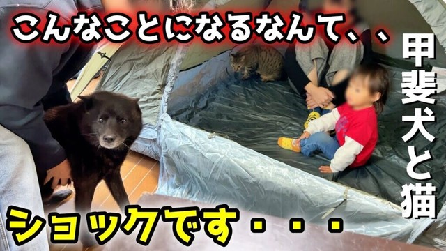 【後悔】テントで遊んでたらこうなった・・・【甲斐犬一休と猫のしずく】