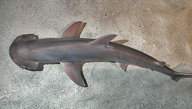 Tiburón con cabeza en forma de pala.