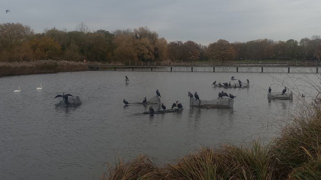 A view of a lake under grey skies. In the lake are seven little wire-mesh enclosures, possibly designed to protect plants from geese, but there are no plants in them.
Upwards of two dozen cormorants are perched on the the sides of the enclosures, which may be why several of the posts have bent and some of them seem to have sunk.
To the left, and behind the cormorants, two swans are paddling purposefully in the direction of nothing in particular.