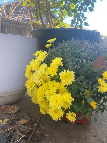 Close up of yellow mums, blooms are only appearing on the edge of the plant as it's now autumn/winter and the season is changing. Many leaves on the ground.