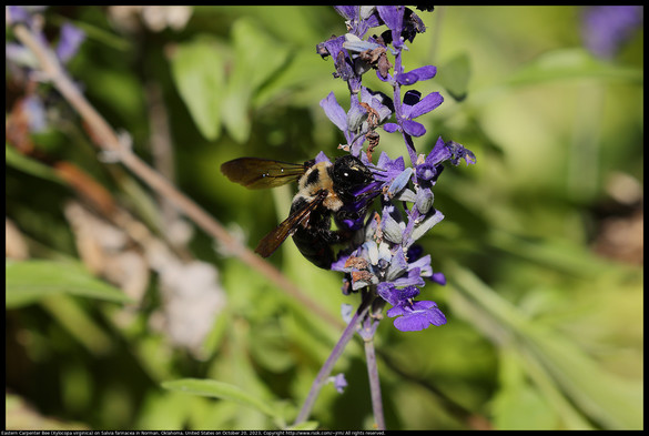 An Eastern Carpenter Bee (Xylocopa virginica) was pollinating the flowers on Salvia farinacea in Norman, Oklahoma, United States on October 20, 2023