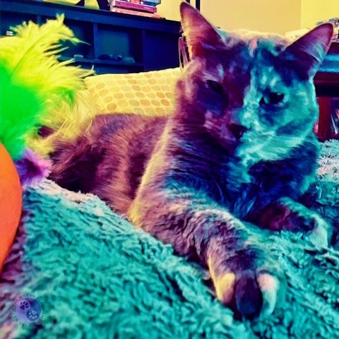 A dilute tortoiseshell cat lounges on a bed with a stuffed carrot and dramatic lighting, illustrating Kitties, After Dark.