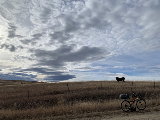 A long horn bull in winter pasture under high clouds streaked across a big Montana sky with an orange bicycle sporting long horn riser bars in the foreground