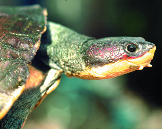 The Hoge's Side-necked #turtle are critically endangered in #Brazil due to logging for #palmoil and accidental death from #fisheries. #SouthAmerica. Support this animal's survival. Join the #Boycottpalmoil #boycott4wildlife via 
@palmoildetectives https://palmoildetectives.com/2021/03/11/hoges-side-necked-turtle-mesoclemmys-hogei/