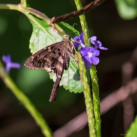 A brown moth on a purple flower with green stems and leaves around it.