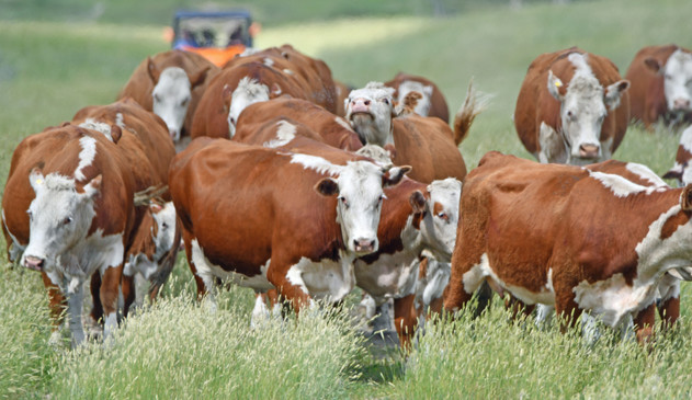 A herd of hereford cows walk down a trail, one turns to look at the camera