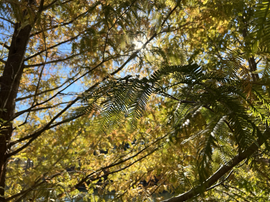 A close up of a green branch in the middle of yellow-green branches that are slightly out of focus while the sun softly peaks through.