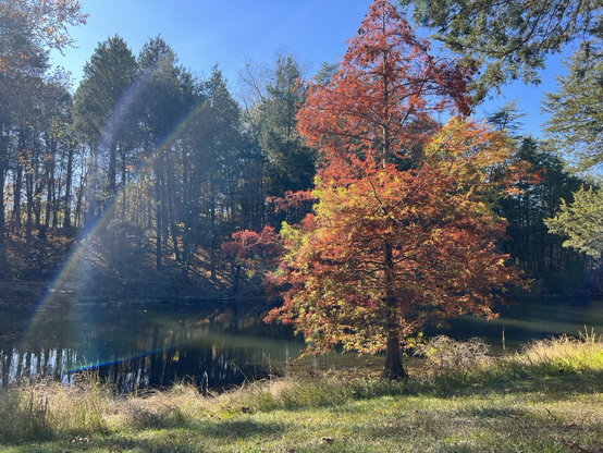 A yellow, orange, & red tree sits on the right side of the frame with a small pond in the background. The trees in the background are all green & the sun creates a reflection on the pond & the trees.
