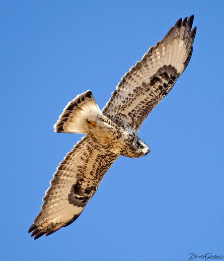 Long-winged bird with white flight feathers, dark patches at the "wrists", and a white tail with a terminal dark band, soaring against a blue sky