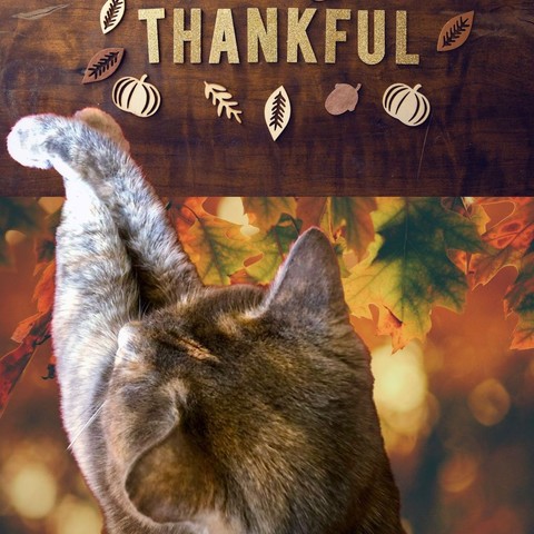 A wooden board with letter and leaf cutouts spelling Thanksgiving floats over a background of autumn leaves with the front half of a dilute tortoiseshell cat cutout laud over that.