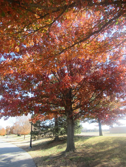 A tree lined sidewalk. The tree is heavily colored with red, orange and yellow leaves. It leads to a canopy effect feeling.