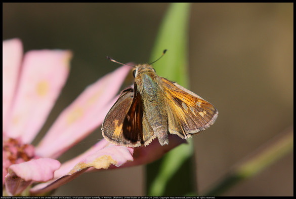 Atalopedes campestris (called sachem in the United States and Canada), a small grass skipper butterfly, was on a Zinnia in Norman, Oklahoma, United States on October 20, 2023