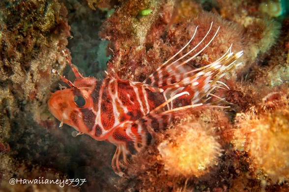 A fish longer than your palm, marked dramatically in red-orange and white, with long white venomous spines.