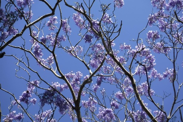 A photo taken from the ground, looking up through the blooming purple branches of a jacaranda tree and onwards to the blue sky.