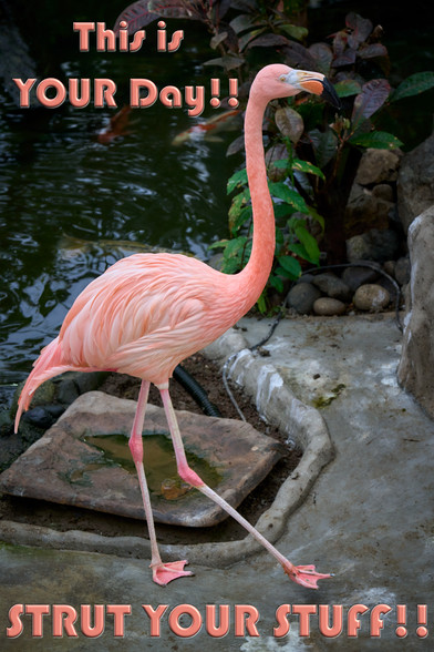 An image of the flamingo at the Victoria Butterfly Gardens. The caption reads, "This is YOUR Day!! Strut Your Stuff!!