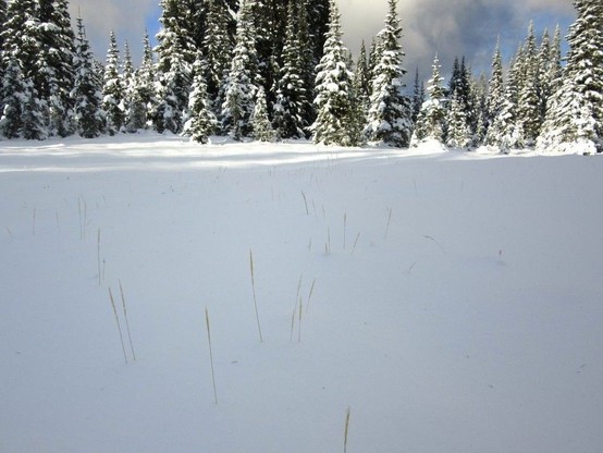 A few long grasses stick up out of the layer of snow that covers the mountain trail they were strewn on. In the background, snow covered trees.